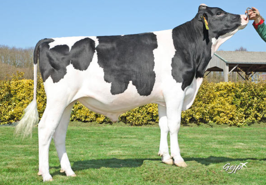 toros-leche-holstein-negro-playback