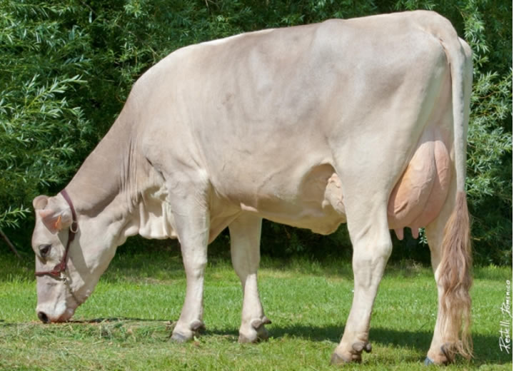 toros-leche-pardo-suizo-synetics