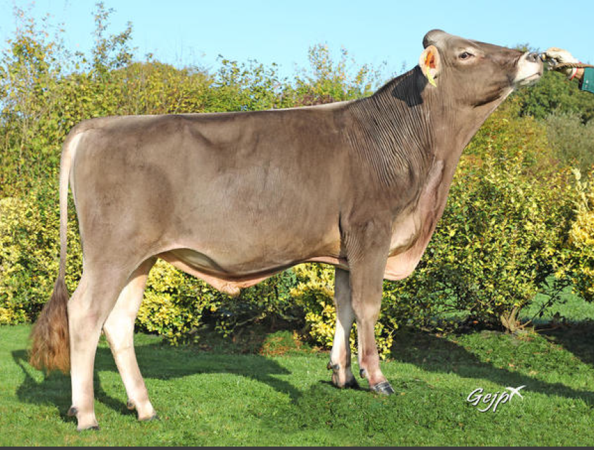 toros-leche-pardo-suizo-synetics