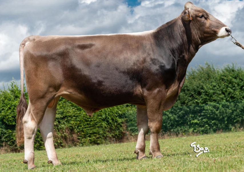 toros-leche-pardo-suizo-synetics