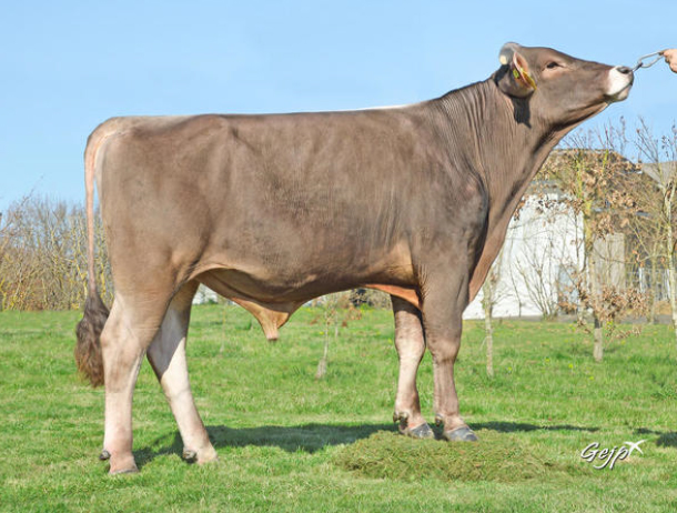 toros-leche-pardo-suizo-synetics