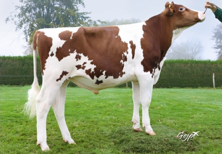 toros-leche-pierouge-synetics